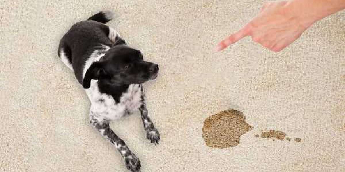 Pet Stain Removal Denver, CO